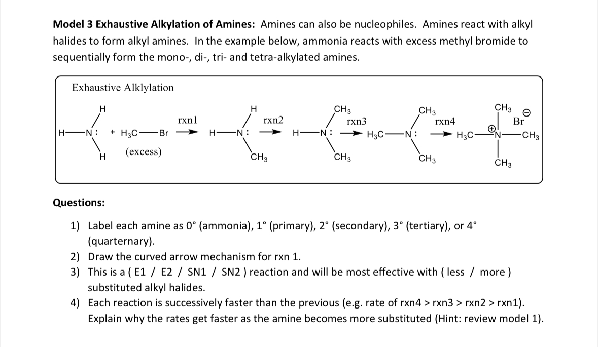 Solved Model 3 Exhaustive Alkylation Of Amines Amines Can Chegg