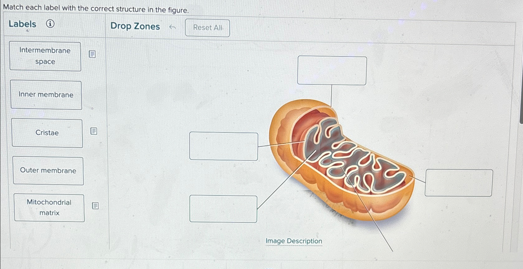 Solved Match Each Label With The Correct Structure In The Chegg