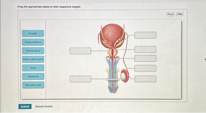 Solved Please Hurry Drag The Appropriate Labels To Their Chegg