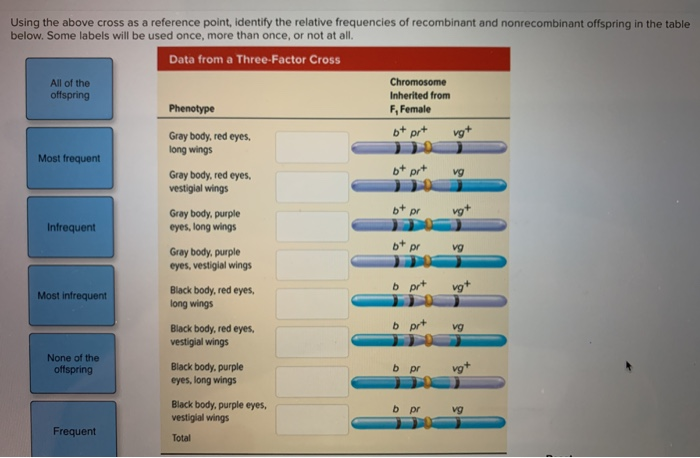 Recombination And Map Distance X Btb Pr Pr Vg Vg Bb Chegg