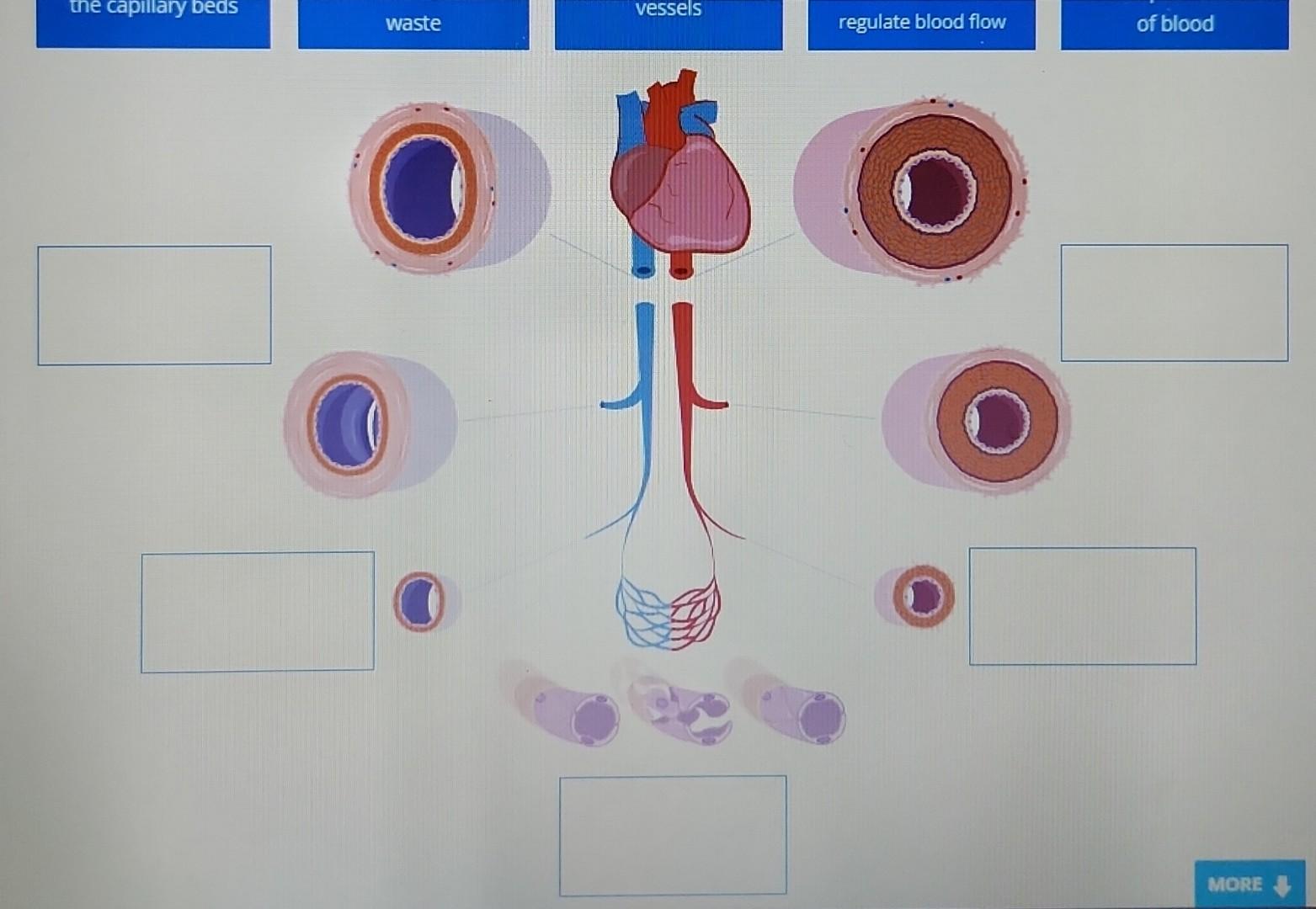 Solved The Schematic Below Shows The Vessels Which Carry Chegg