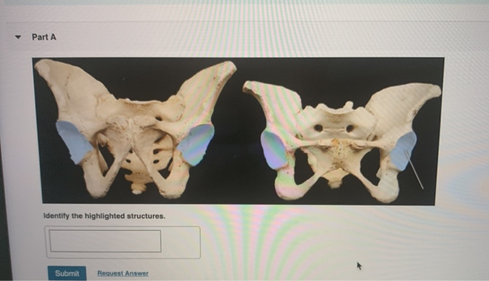 Solved Part A Identify The Highlighted Structures Submit Chegg