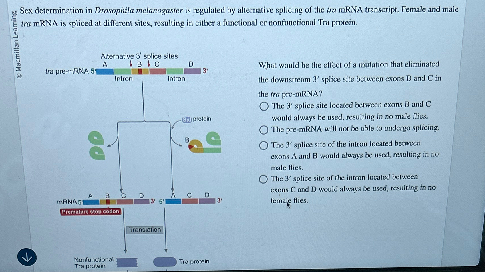 Solved Sex Determination In Drosophila Melanogaster Is Chegg