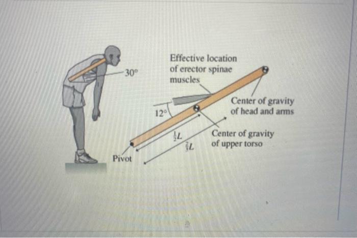 Solved When You Bend Over A Series Of Large Muscles The Chegg