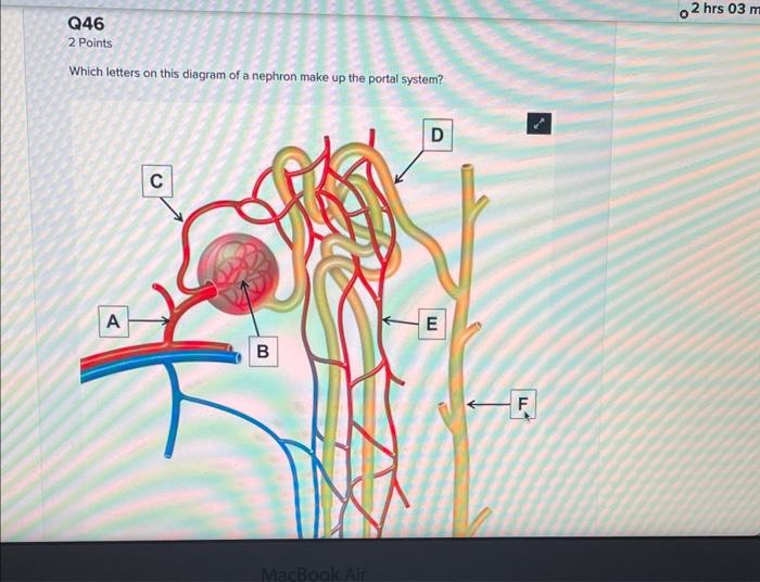 Solved Which Letters On This Diagram Of A Nephron Make Up Chegg