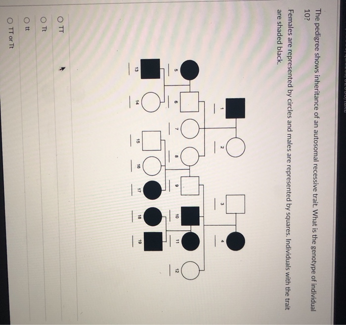 Solved Duuluuuur The Pedigree Shows Inheritance Of An Chegg