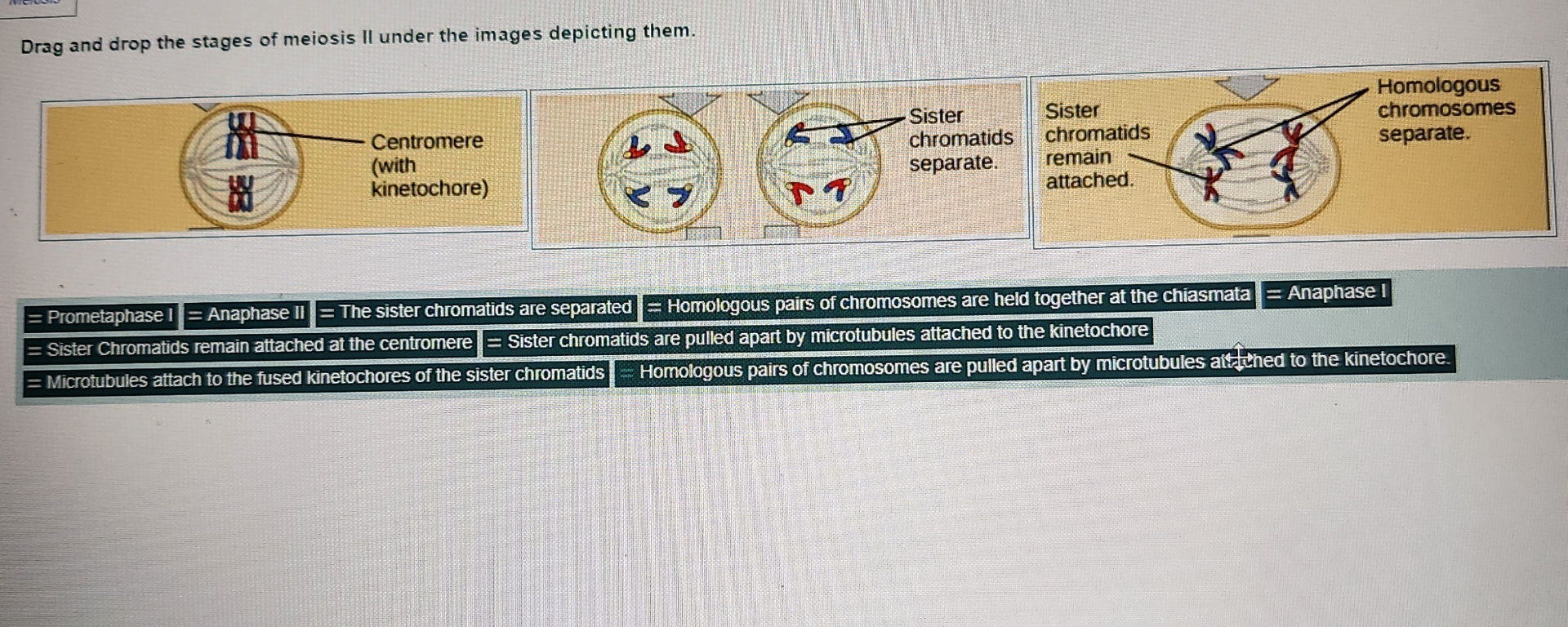 Solved Drag And Drop The Stages Of Meiosis Ii Under The Chegg