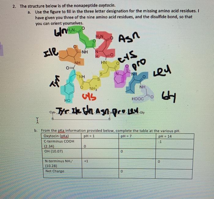 Solved The Structure Below Is Of The Nonapeptide Chegg