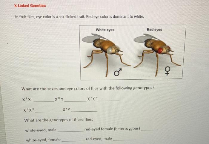 Solved X Linked Genetics In Fruit Flies Eye Color Is A Sex Chegg