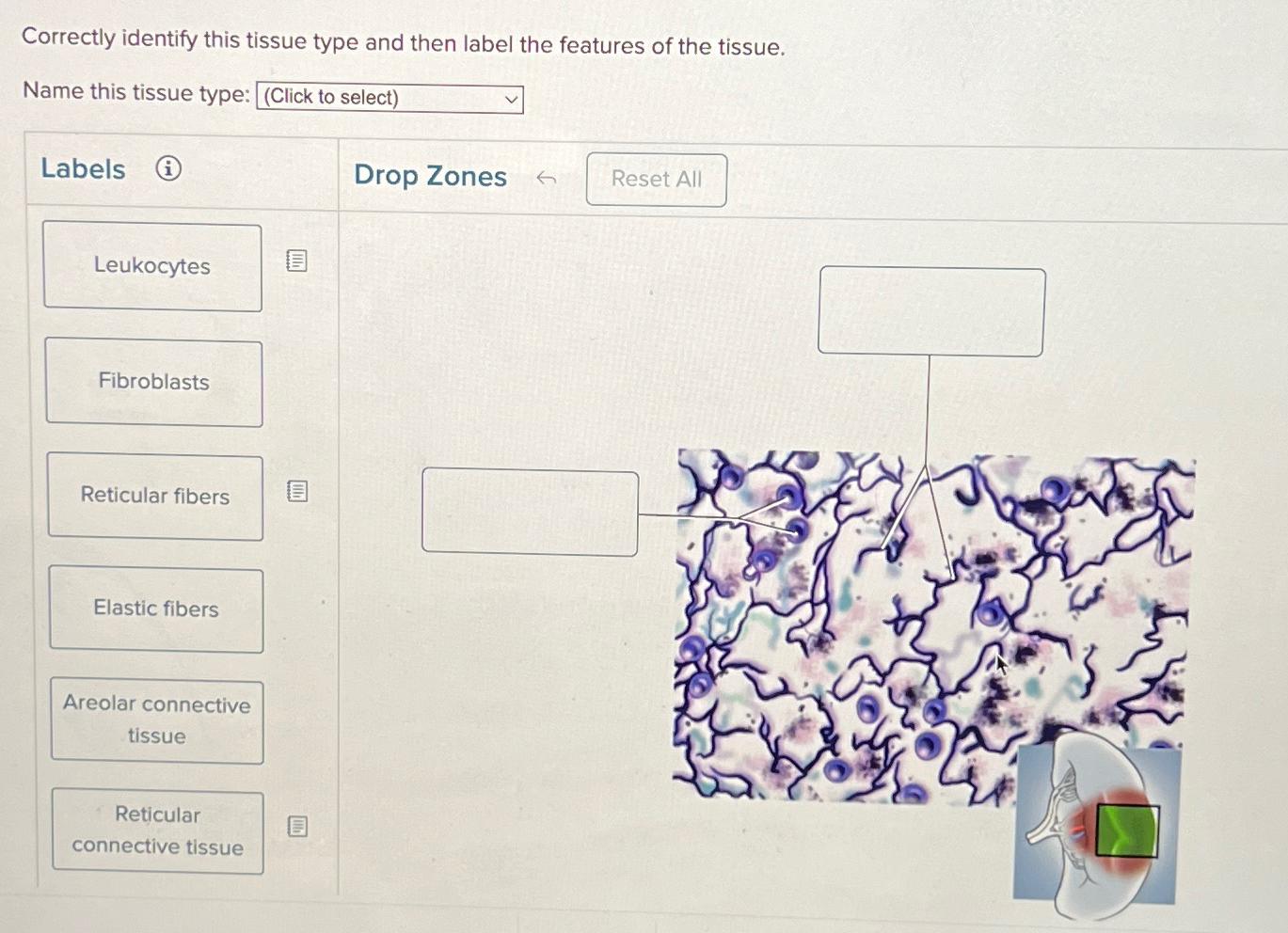 Solved Correctly Identify This Tissue Type And Then Label Chegg