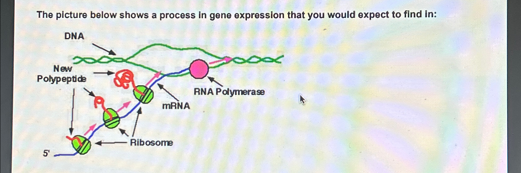 Solved The Picture Below Shows A Process In Gene Expression Chegg