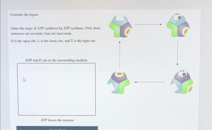 Solved Consider The Figure Order The Steps Of Atp Synthesis Chegg