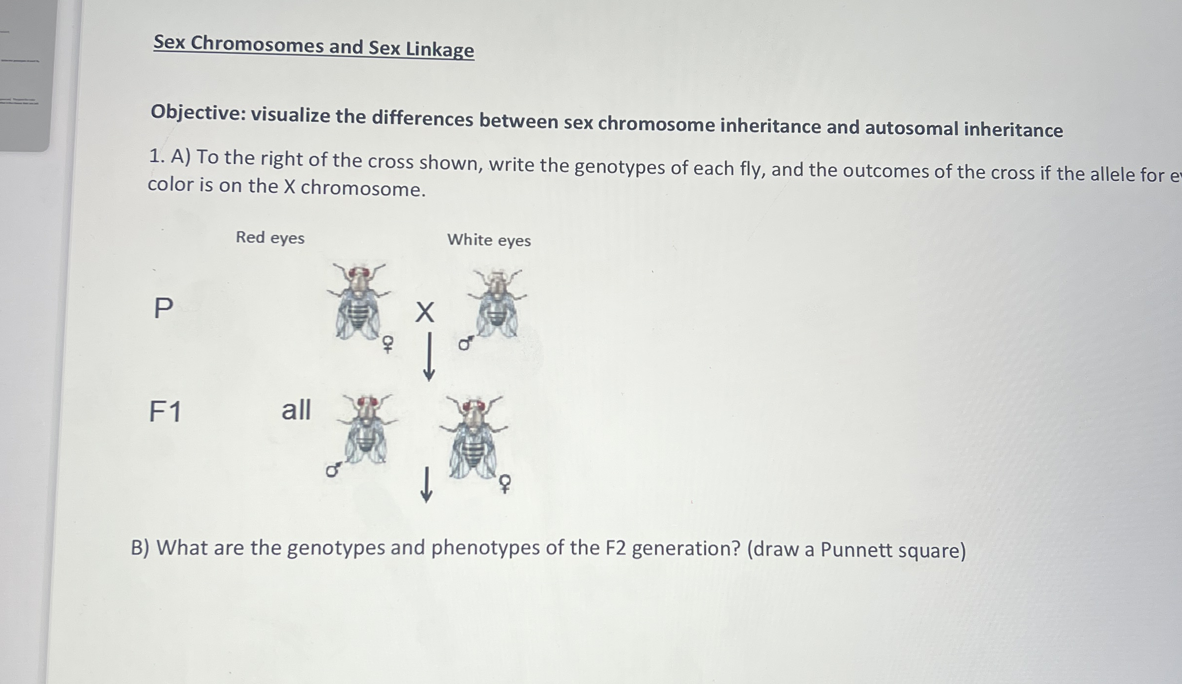 Solved Sex Chromosomes And Sex LinkageObjective Visualize Chegg