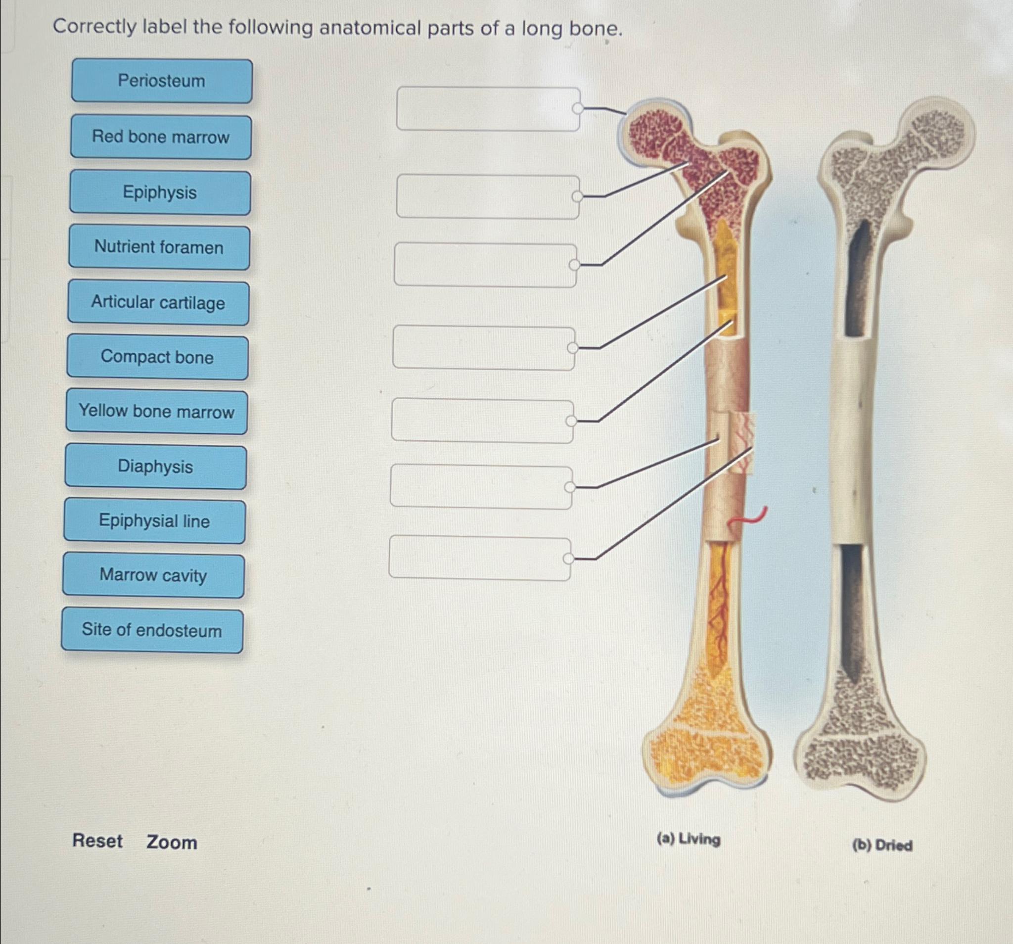 Solved Correctly Label The Following Anatomical Parts Of A Chegg