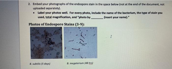 Solved Capsule And Endospore Stain 3 8 And 3 9 4 Points Chegg