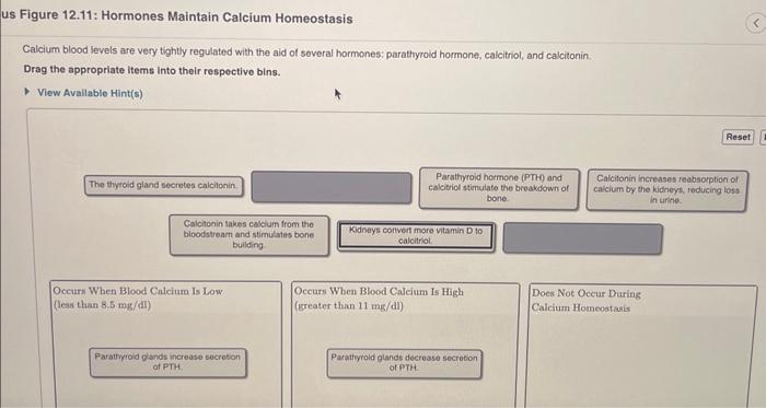 Solved Calcium Blood Levels Are Very Tightly Regulated With Chegg