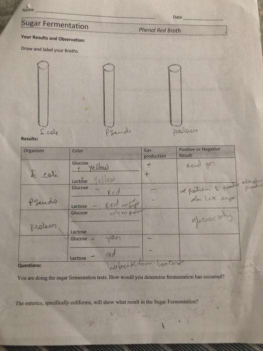 Solved Name Date Sugar Fermentation Phenol Red Broth Your Chegg
