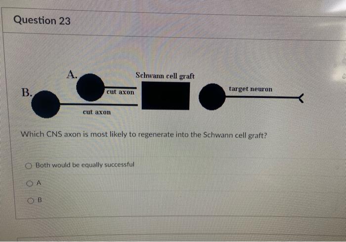 Solved Which CNS Axon Is Most Likely To Regenerate Into The Chegg