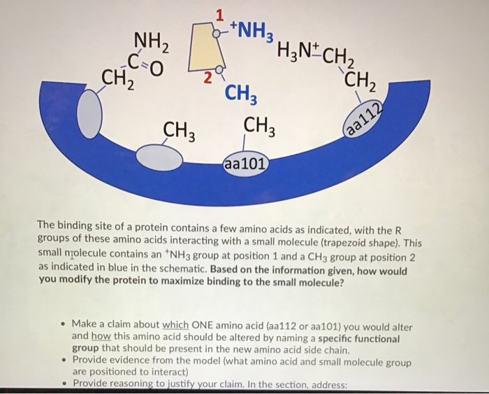 Solved 1 NH2 NH3 H3N CH2 C 0 CH2 2 CH2 CH CH3 CH3 Aa112 Chegg