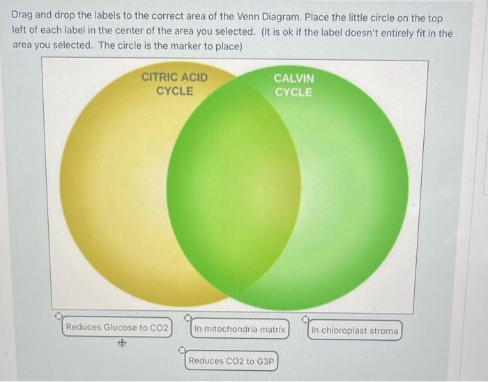 Solved Drag And Drop The Labels To The Correct Area Of The Chegg