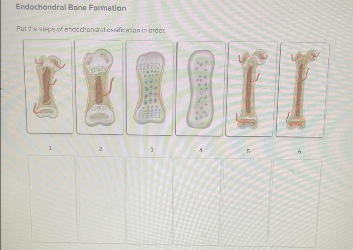 Regulating Blood Calcium Levels Using The Image Chegg