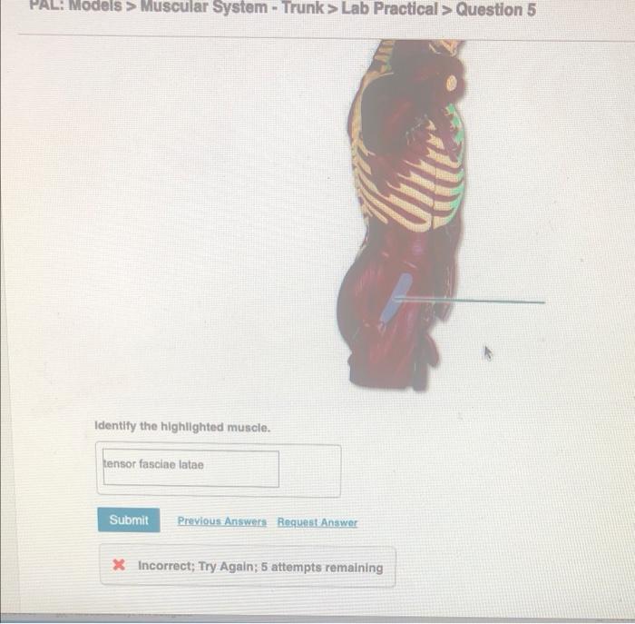 Solved Pal Models Muscular System Trunk Lab Practical Chegg