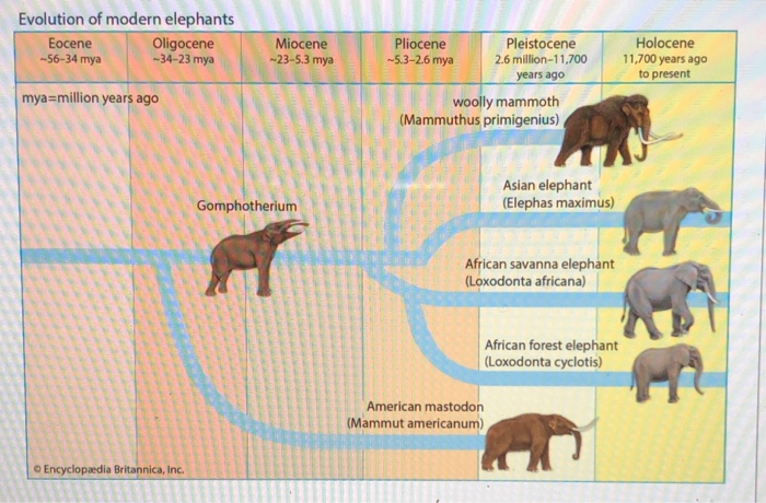 Solved Evolution Of Modern Elephants Eocene Oligocene Chegg