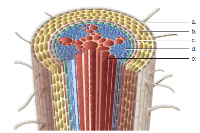 Solved Label This Root Using These Terms Endodermis Phloem Xyl