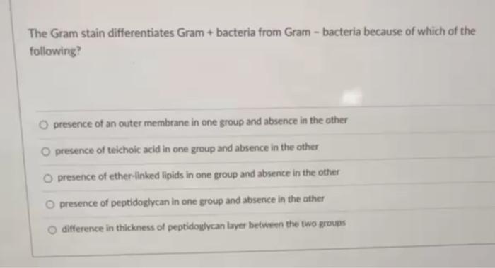 Solved The Gram Stain Differentiates Gram Bacteria From Chegg