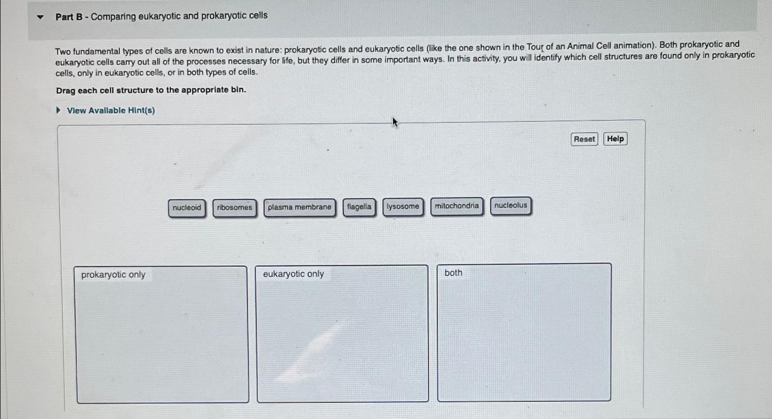 Solved Part B Comparing Eukaryotic And Prokaryotic Chegg