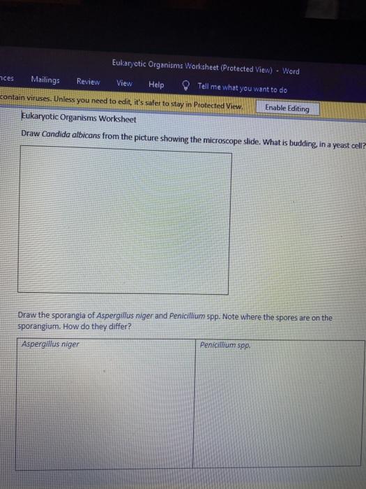Solved Eukaryctic Organisms Worksheet Protected View Chegg