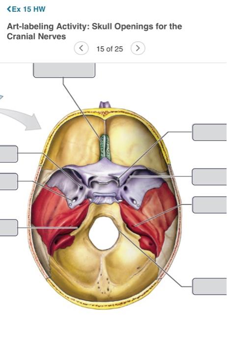 Solved Jugular Foramen Foramen Ovale Cribriform Plate Of Chegg