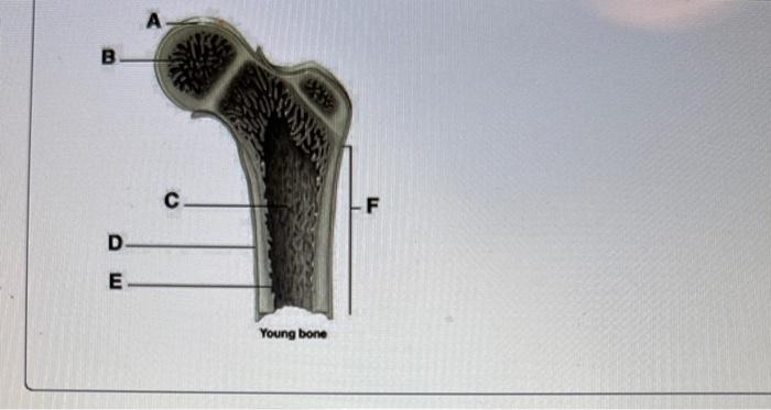 Solved Please Help Me Label Options Are Periosteum Chegg