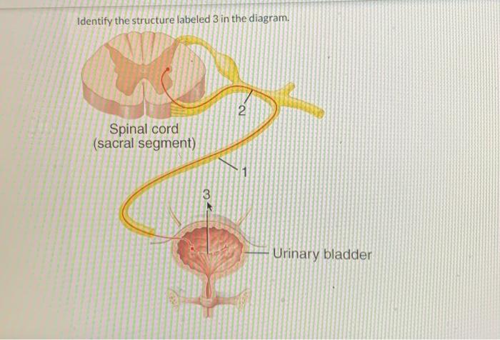 Solved Identify The Structure Labeled In The Diagram Chegg