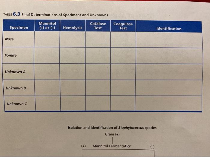 Solved OBSERVATIONS AND RESULTS Procedure Isolation And Chegg