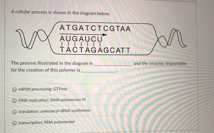 Solved A Cellular Process Is Shown In The Diagram Below A Chegg