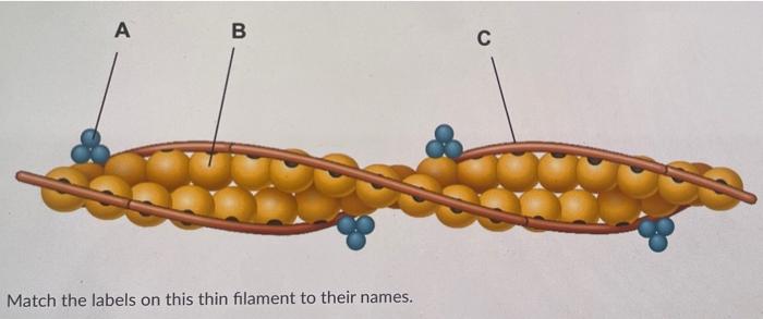 Solved Bone Covered By Periosteum Tendon A Skeletal Muscle D Chegg