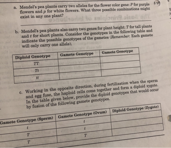 Solved A Mendel S Pea Plants Carry Two Alleles For The Chegg