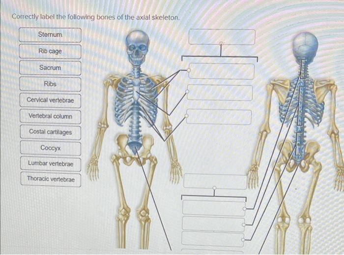 Solved Correctly Label The Following Bones Of The Axial Chegg