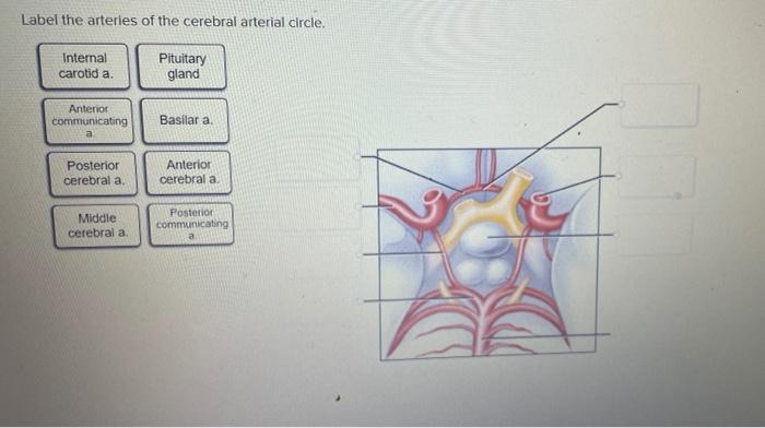 Solved Label The Arteries Of The Cerebral Arterial Circle Chegg