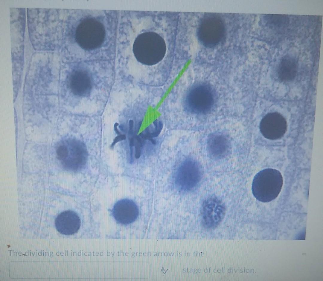 Solved The Organelle Indicated By The Green Arrow Is The Chegg