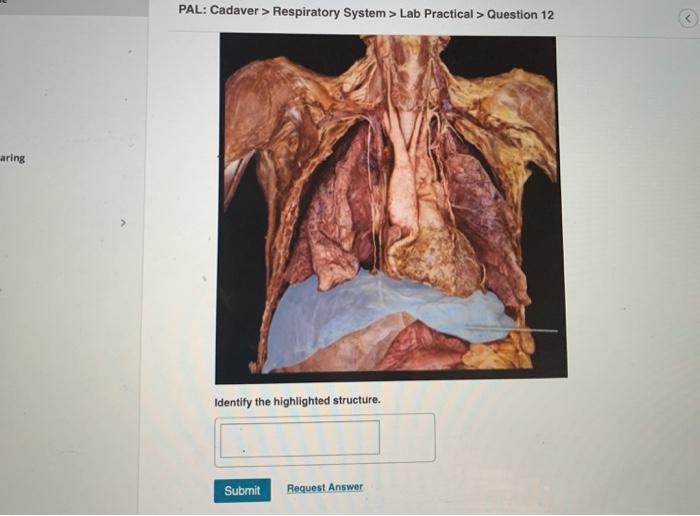 Solved Pal Cadaver Respiratory System Lab Practical Chegg