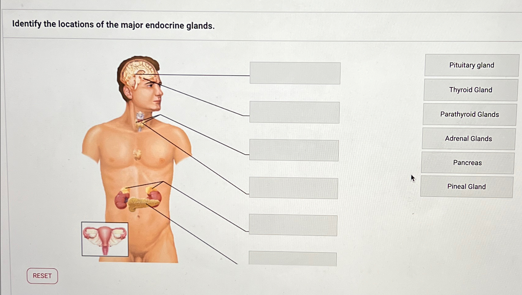 Solved Identify The Locations Of The Major Endocrine Chegg