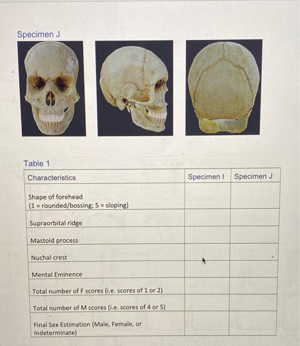 Solved 6 Use The Cranial Sex Estimation Scoring Criteria In Chegg