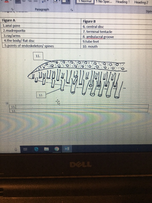 Solved Normal No Spac Heading 1 Heading 2 Paragraph Chegg