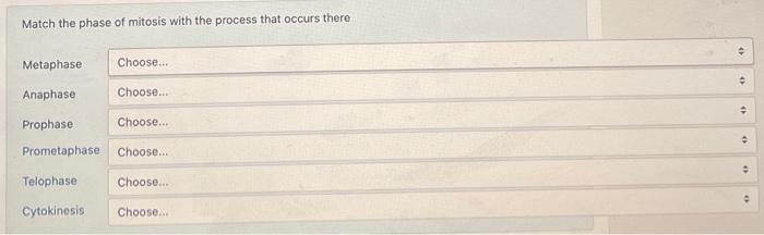 Solved Match The Phase Of Mitosis With The Process That Chegg