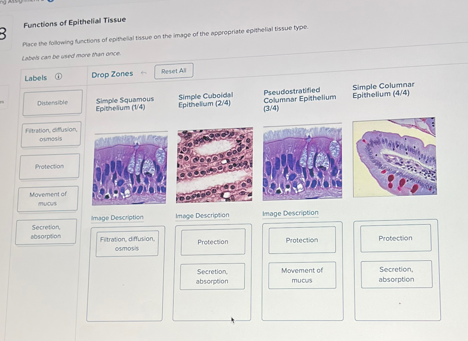 Solved Functions Of Epithelial Tissueplace The Following Chegg