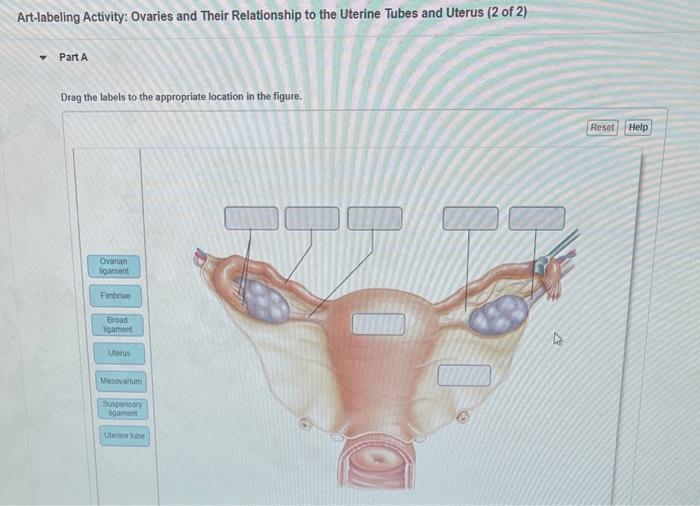 Solved Art Labeling Activity The Vagina Gross Chegg