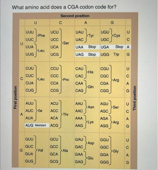 Solved What Amino Acid Does A CGA Codon Code For UUA UUG Chegg