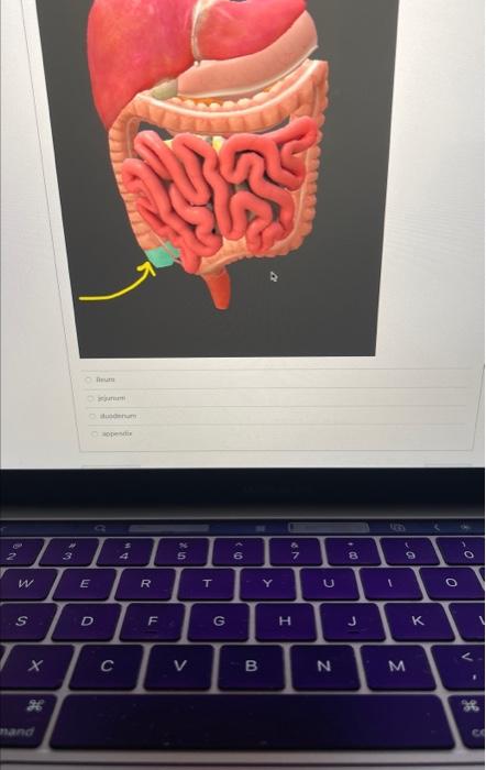 Solved This Highlighted Structure Receives Digested Chegg